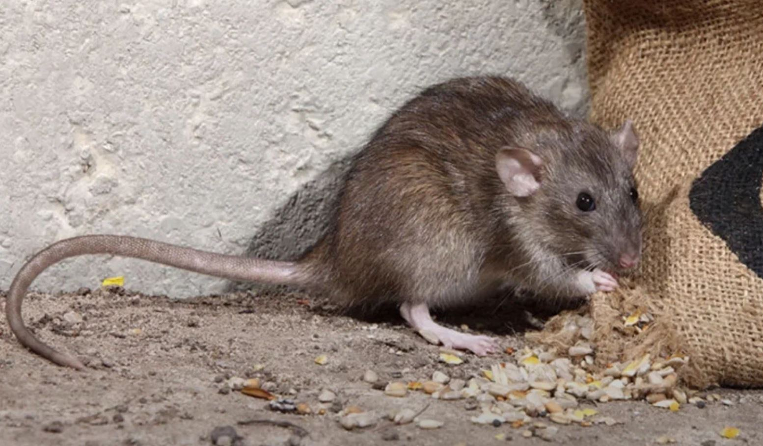 фото: Профессиональная дератизация в районе станции метро Преображенская площадь: <br/>+7-909-173-42-96