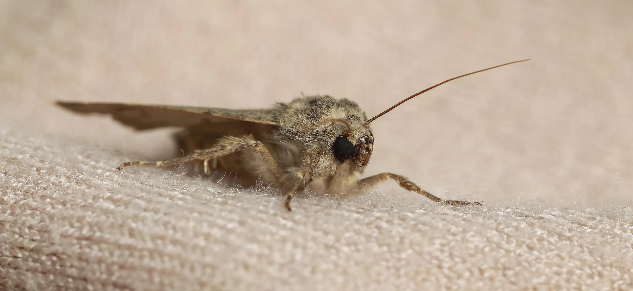 фото: Профессиональная обработка от моли в районе станции метро Преображенская площадь: <br/>+7-909-173-42-96